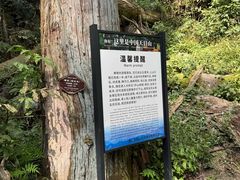 -天目山大树王景区