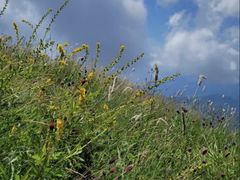 -白草畔自然风景区