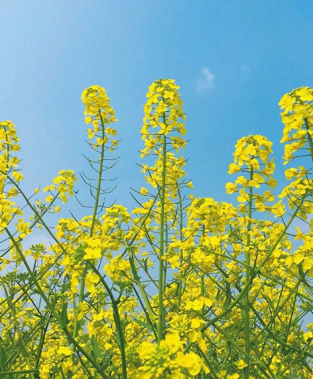 春日好风景之油菜花