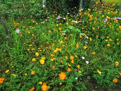 -桤木河湿地公园