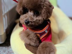 -安安宠医·安宠宠物医院