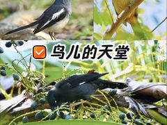 -华侨城湿地公园