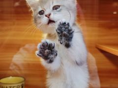 -猫十亿·布偶金渐层·曼基康矮脚猫舍(青年路店)