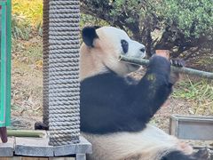 -大连森林动物园