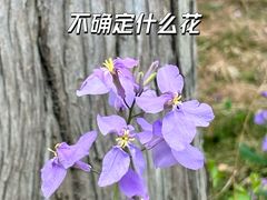 -香山公园