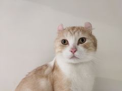 -Heymao猫咖.咖啡厅(东门店)