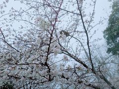 -武汉大学-樱园