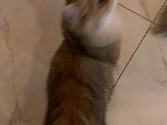 -猫爷宠物生活馆·撸猫馆