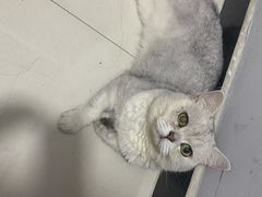 -康旭宠物医院(郑州总院)