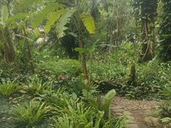 -中国科学院西双版纳热带植物园