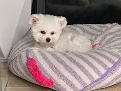 -唐小姐の猫狗洗护·购宠旗舰店(周浦万达店)