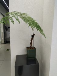 -FINE HAIR 烫染专业设计
