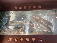 -阿五黄河大鲤鱼(英协路店)