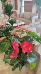 -北京米扬丽格医疗美容·联合丽格鼻整形中心