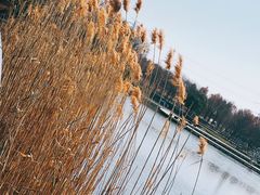 -上海辰山植物园