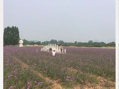 -北京东方普罗旺斯薰衣草庄园