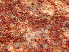 -昆山城市生态森林公园