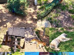 -西霞口神雕山野生动物世界