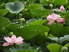 -莲池书院博物馆