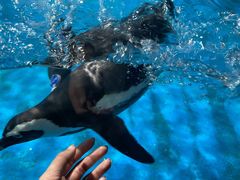 -海合安武汉极地海洋公园