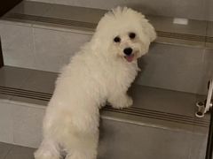 -萌宠之家·腊肠犬·马尔泰·小体犬舍