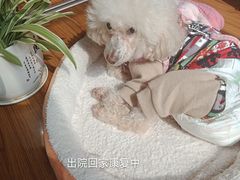 -宠颐生斯嘉宠物医院·急重症·心内科(谷阳北路分院)