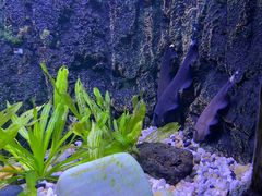 -上海海洋水族馆