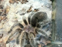 android_upload_pic-上海大自然野生昆虫馆