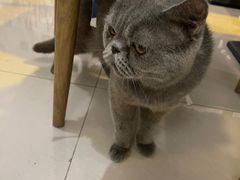-平行世界·猫咖(首经贸店)