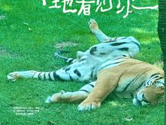 -北京野生动物园