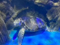 -太平洋海底世界