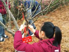 -金陵中学(河西分校)