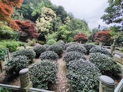 -龙井村