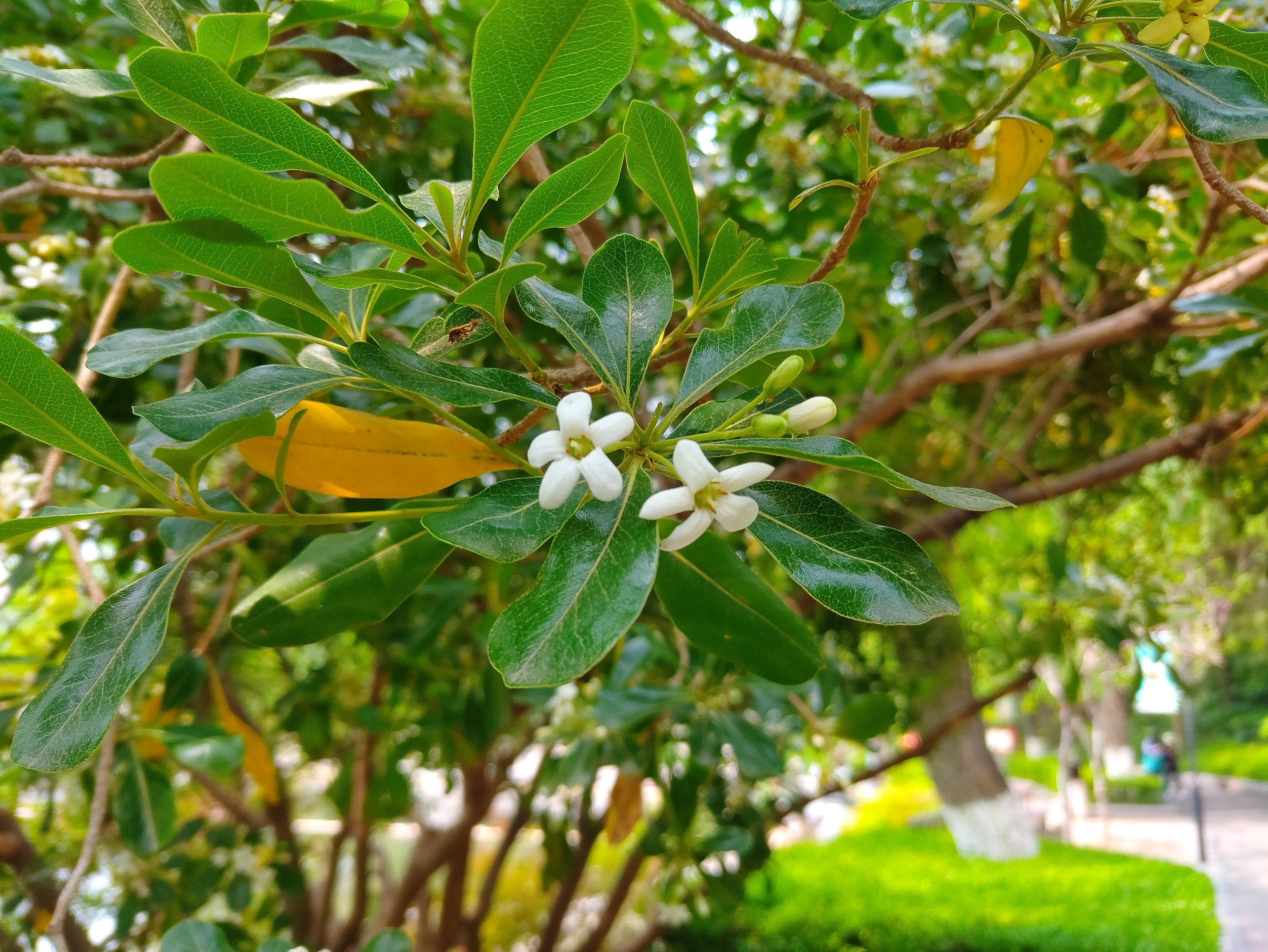 海桐花的种类和图片图片