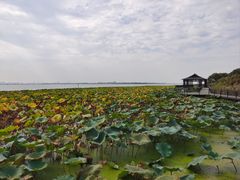 -莲花岛景区