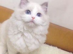 -东方名猫馆·英短金渐层布偶猫舍(环线广场1号楼店)