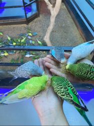 -未来动物城动物主题公园(大悦城店)