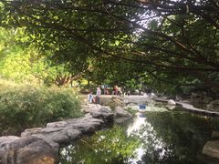 -神仙树公园