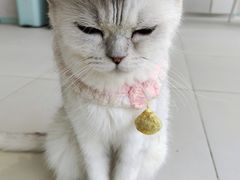 -怪兽屋·羊驼·猫咖·狗咖(俊华广场店)