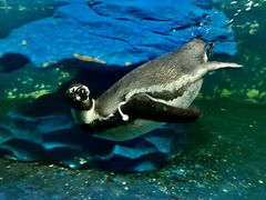 -太平洋海底世界