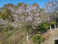 -上海海湾国家森林公园