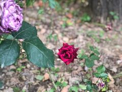 -苏州河梦清园环保主题公园