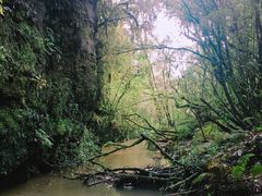 -怀托摩萤火虫洞