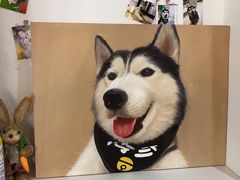 -Husky Go! 哈士奇体验馆·宠物咖啡厅狗咖