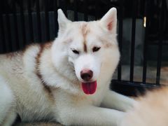 -TrueLove @ Neverland (Husky Cafe)
