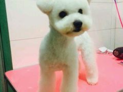 -喵宠乐园·撸猫互动·猫舍