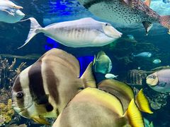 -瑞普利水族馆