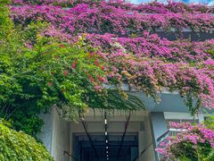 -深圳仙湖植物园