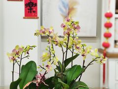-弗劳尔花艺坊(龙涛店)