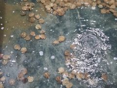 -阔澜蒸汽海鲜自助